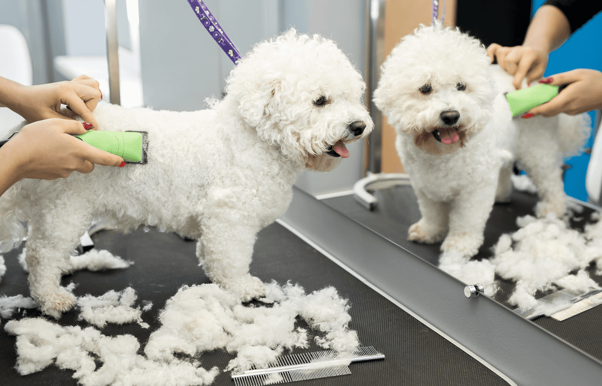 Two white dogs receiving grooming care on separate tables